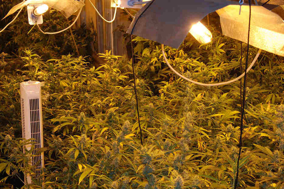 Die Polizisten entdeckten bei Ermittlungen eine Cannabis-Plantage. (Symbolbild)