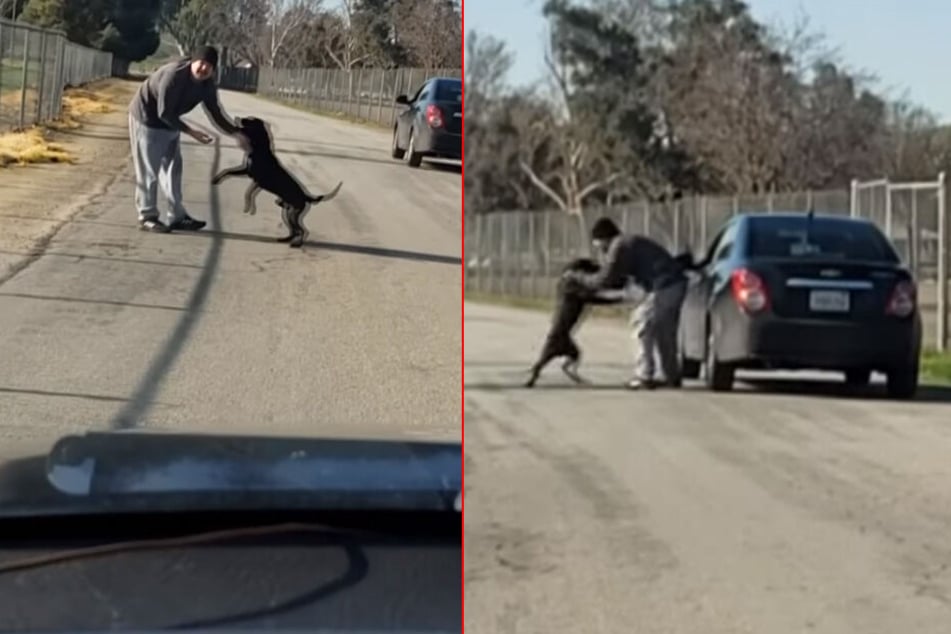 Immer wieder stößt der Mann seinen Hund von sich, um abzuhauen.