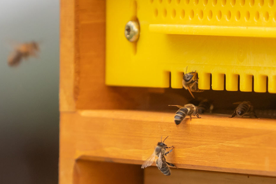 Sind es Hunderte oder Tausende Immen im Inneren des Bienenstocks? Miko Runkel plant noch eine Bienen-Volkszählung.
