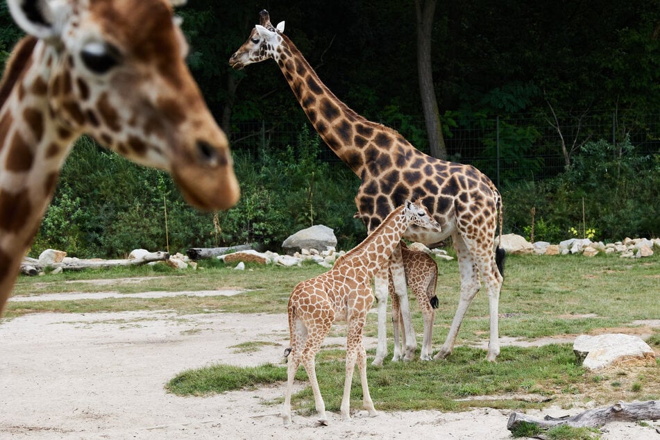 Von der Maul- und Klauenseuche sind vor allem Paarhufer wie Rinder, Ziegen und Schweine betroffen. Doch auch Wildtiere wie Giraffen können die Krankheit bekommen.