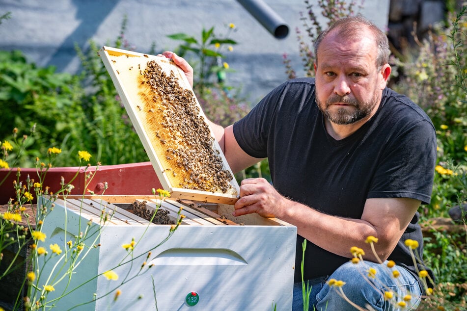 Dresden: Imker bitten um Hitzehilfe für ihre Bienen