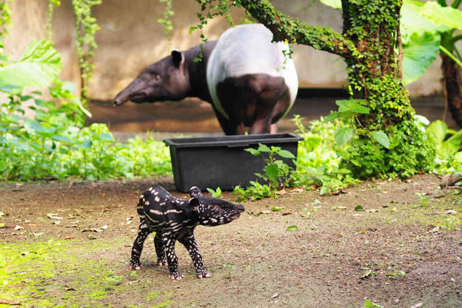 Der kleine Tapirbulle erkundet mit Mutter Laila sein neues Zuhause.