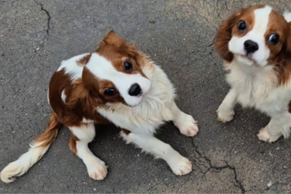 Die freundlichen Welpen würden auch an Familien mit Kindern vermittelt werden.