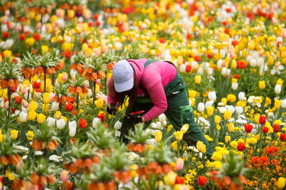 So professionell pflanzen Gärtner meist nur bei Blumenschauen ihre Pflanzen in die Erde.