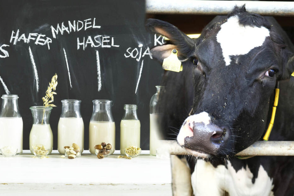 Die Milch macht's - auch ohne Kuh! | TAG24