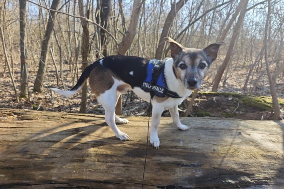 Der 13 Jahre alte Jack-Russell-Terrier Charly sucht ein neues Zuhause, da seine bisherige Familie keinen Platz mehr für ihn hat.