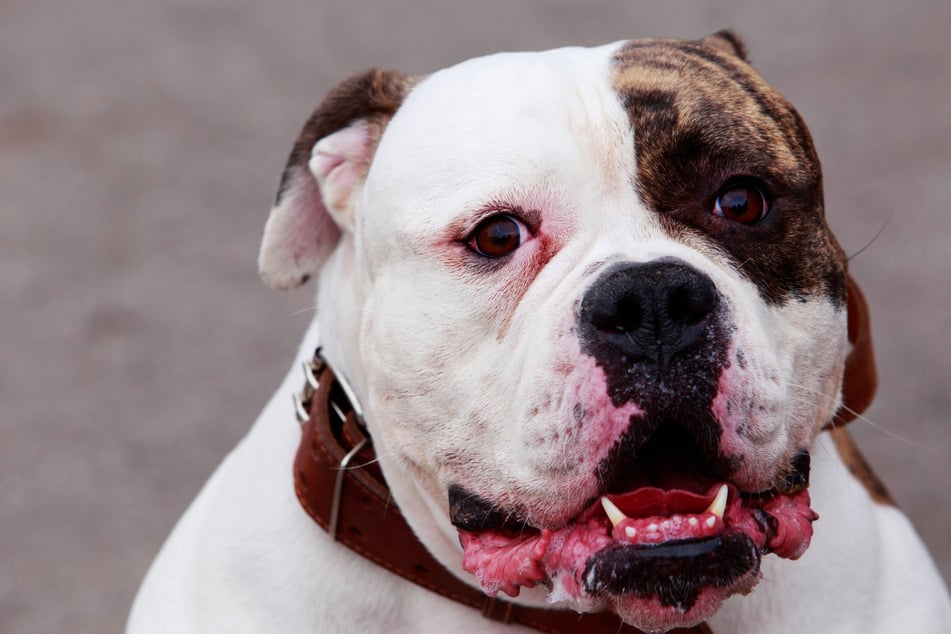 American Bulldogs gelten normalerweise eher nicht als allzu sensible Hunde. Bei Donut ist das komplett anders. (Symbolbild)