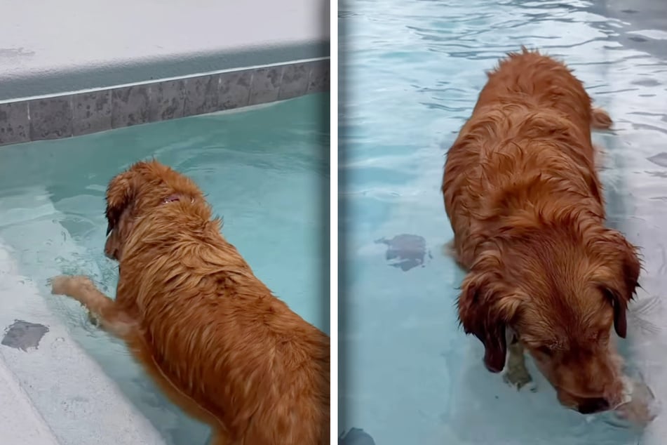 Golden Retriever schleicht sich in Pool der Nachbarn: Was ihn dort fasziniert, verzückt so viele