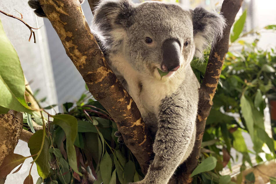 Yuma ist neu ins Koala-Haus des Leipziger Zoos gezogen.