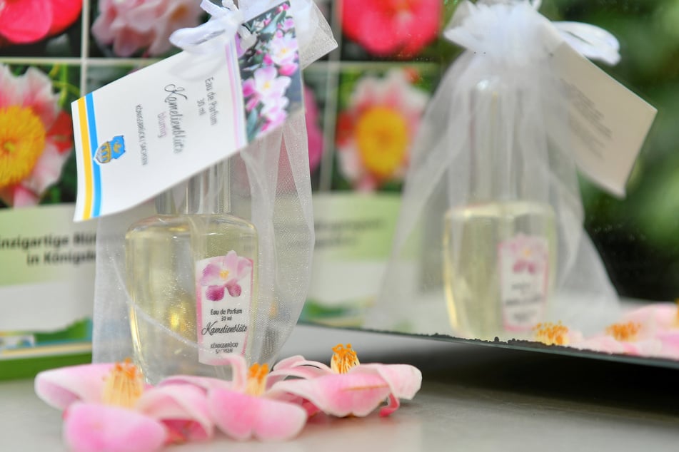 In Königsbrück könnt ihr die prachtvolle Kamelie bestaunen - oder auch das beliebte Kamelienparfüm kaufen.