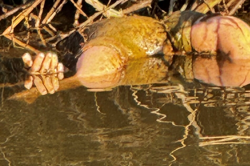 Leiche im Fluss? Spaziergängerin macht schaurige Entdeckung, die Wahrheit überrascht