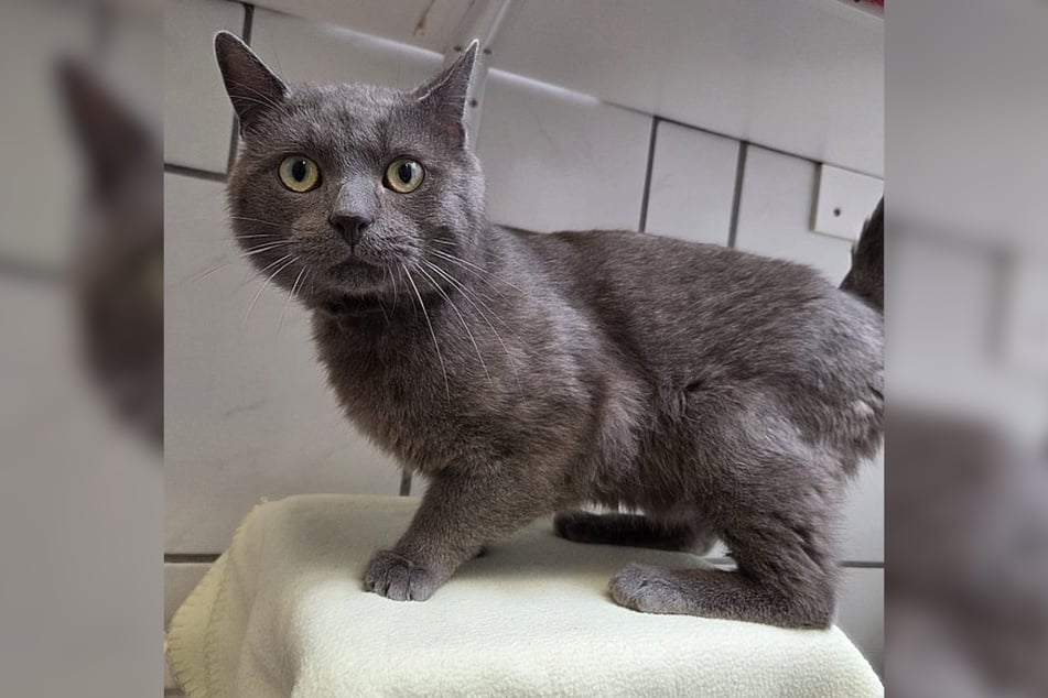 Eminem ist eine Europäische-Kurzhaar-Katze und bereits kastriert.