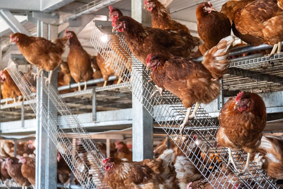 Mehr als 300.000 Tiere müssen getötet werden: Betrieb in Sachsen hart von Vogelgrippe getroffen