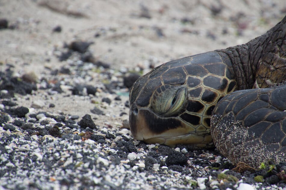 Schildkröten regenerieren während sie schlafen.