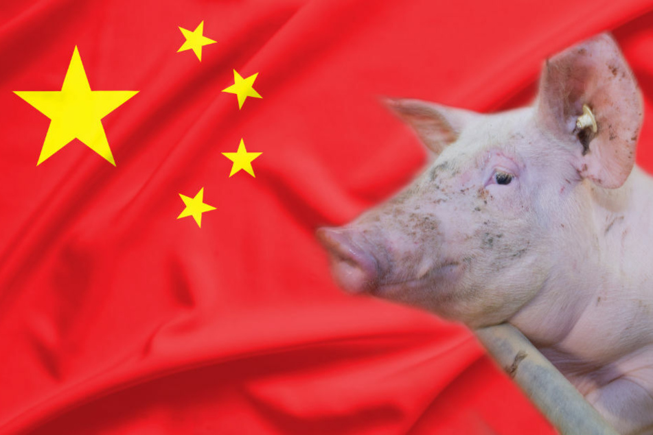 Der Deutsche Bauernverband sorgt sich um einen möglichen chinesischen Einfuhrstopp für deutsches Schweinefleisch, nachdem bereits am Donnerstag Südkorea ein Importverbot verhängt hat. (Symbolfoto)