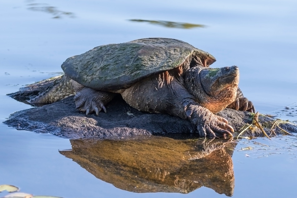 Schnapsschildkröten, schnappen gerne zu, daher der Name. Experten schätzen, dass die Tiere mehr als 100 Jahre alt werden können.
