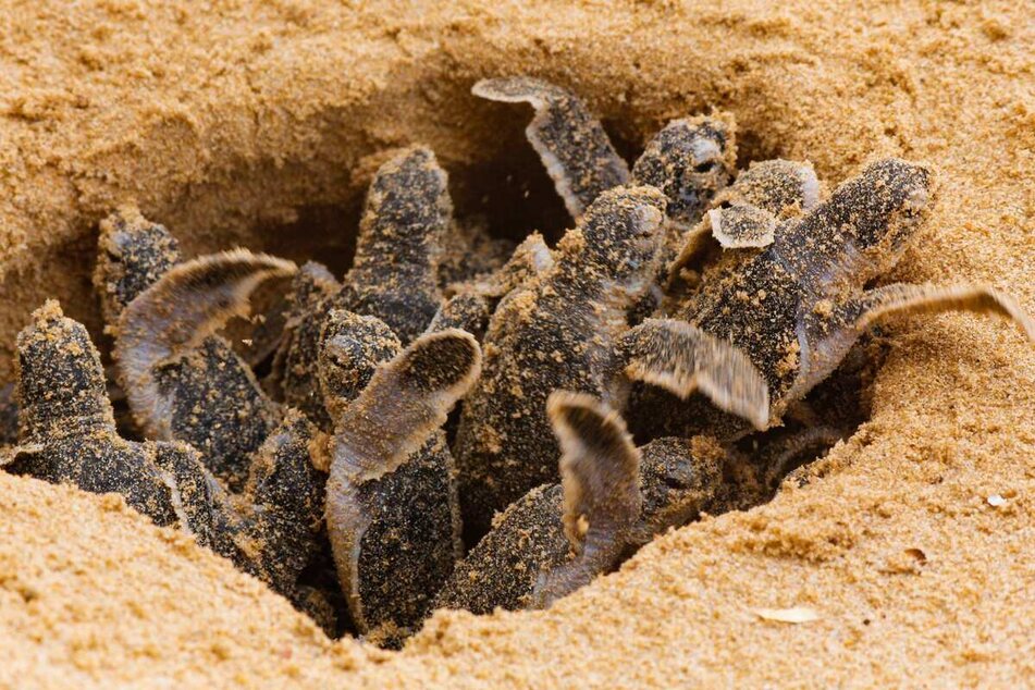 After hatching, leatherback turtles head straight into the water.