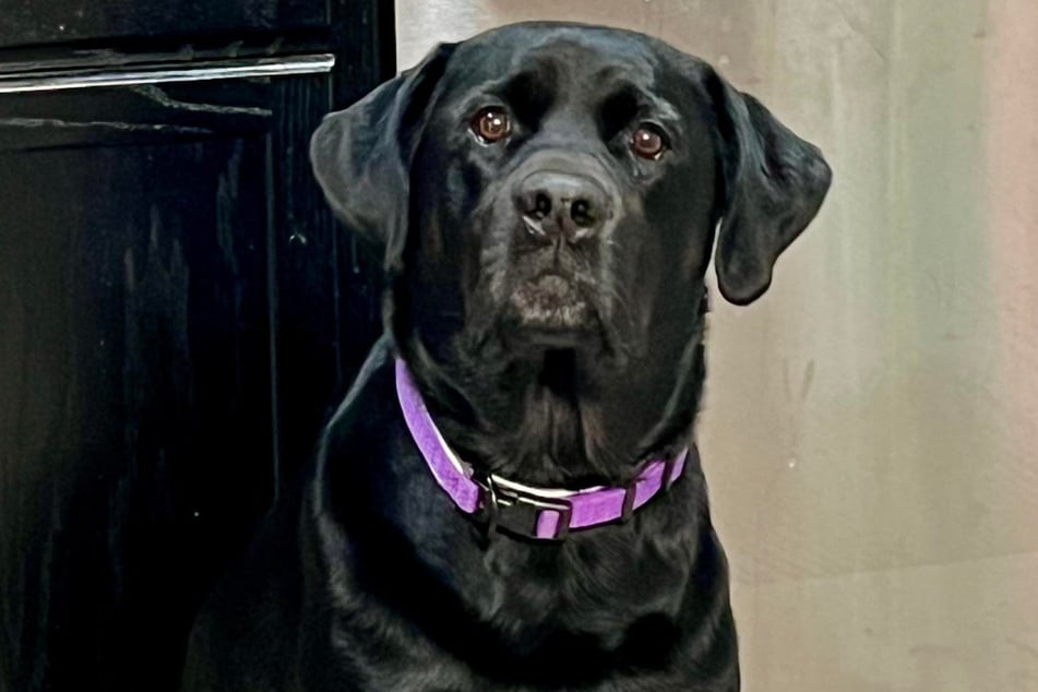 Trauriger Blick: Molly verstand nach dem Abschied von ihrer Familie vermutlich die Welt nicht mehr.