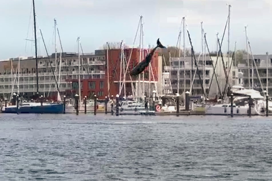 Der Schnappschuss zeigt den mutmaßlich verspielten Delfin in der Lübecker Bucht.