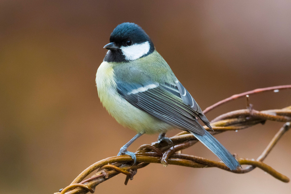 The scientist in Japan was studying a bird species known as the great tit (file photo).