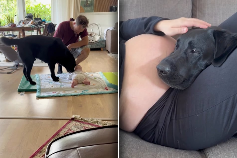 Schwangere sorgt sich, dass Hund Baby nicht mag: Was dann passiert, hat sie nicht erwartet