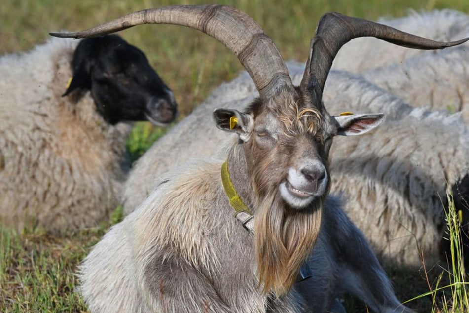 Auf einer Weide bei Pforzheim mussten mehrere Ziegen ihr Leben lassen. Die Polizei sucht nach den Unbekannten. (Symbolfoto)