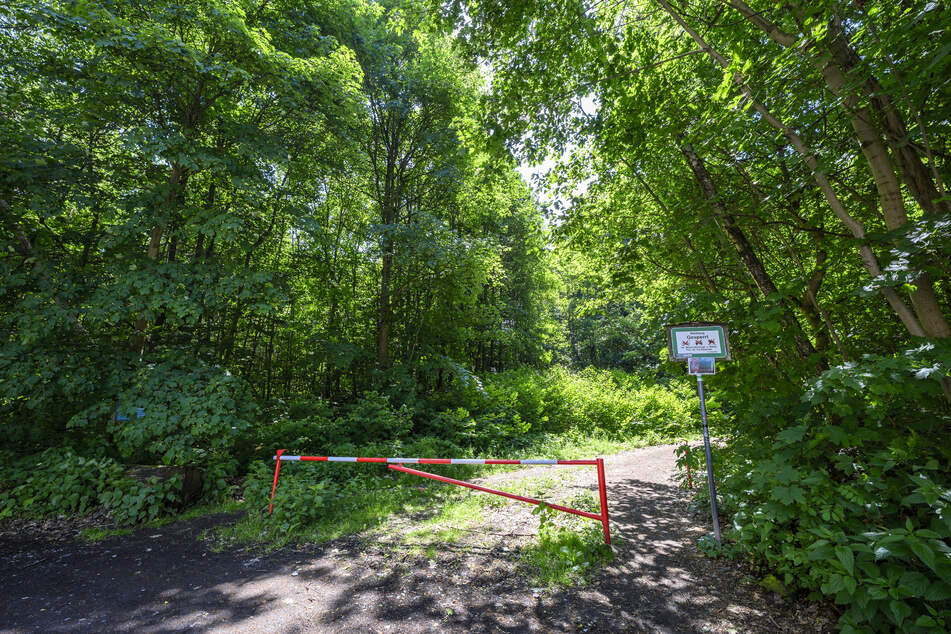 Im Zeisigwald sind so gut wie keine Fichten mehr vorhanden.