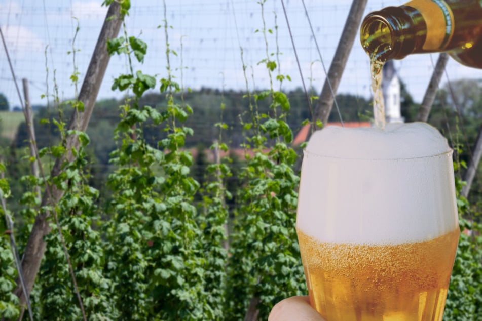 Wertvoll, aber nicht viel wert: Hopfenbauern roden Bestände gegen Überangebot