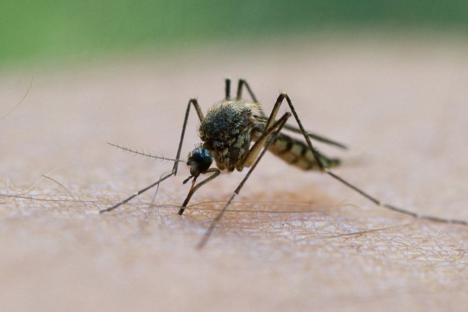 Der warme Frühsommer hat die Mückenpopulation explodieren lassen.
