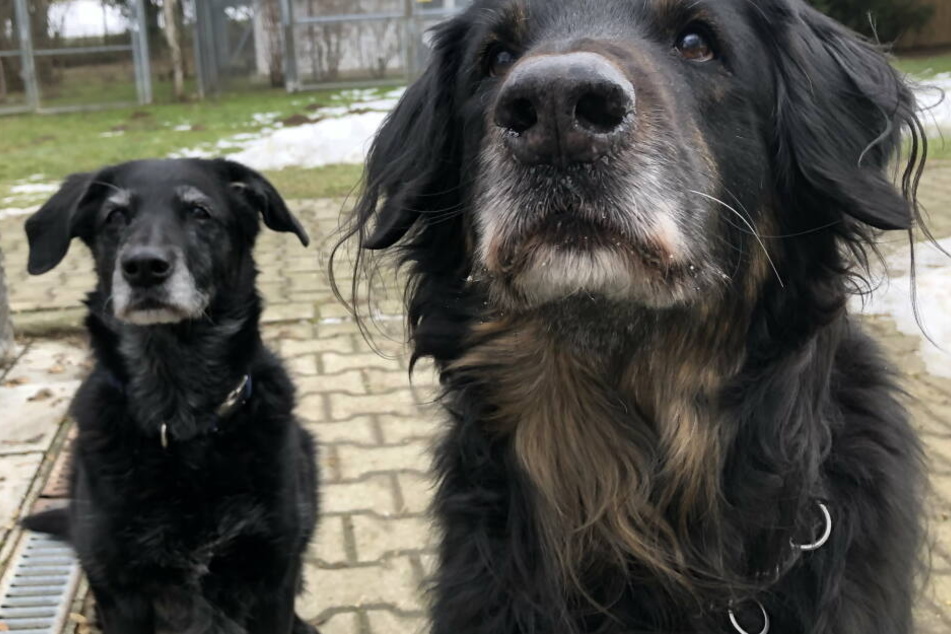 Ein Traum Fur Tierfreunde Diese Hunde Und Katzen Brauchen Hilfe Tag24