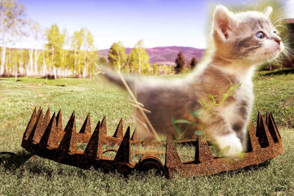 katze lauft in illegale jagd falle jetzt muss ihr ein bein amputiert werden tag24