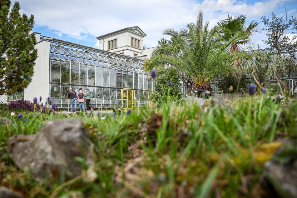 Pflanzen, Früchte und Samen verschwinden immer wieder aus den botanischen Gärten in Chemnitz und Dresden - nicht aber aus Leipzig. Was steckt dahinter?