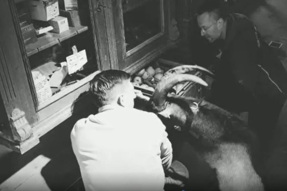 Geißbock Hennes IX. und zwei Tierpfleger beim "Futterdiebstahl".