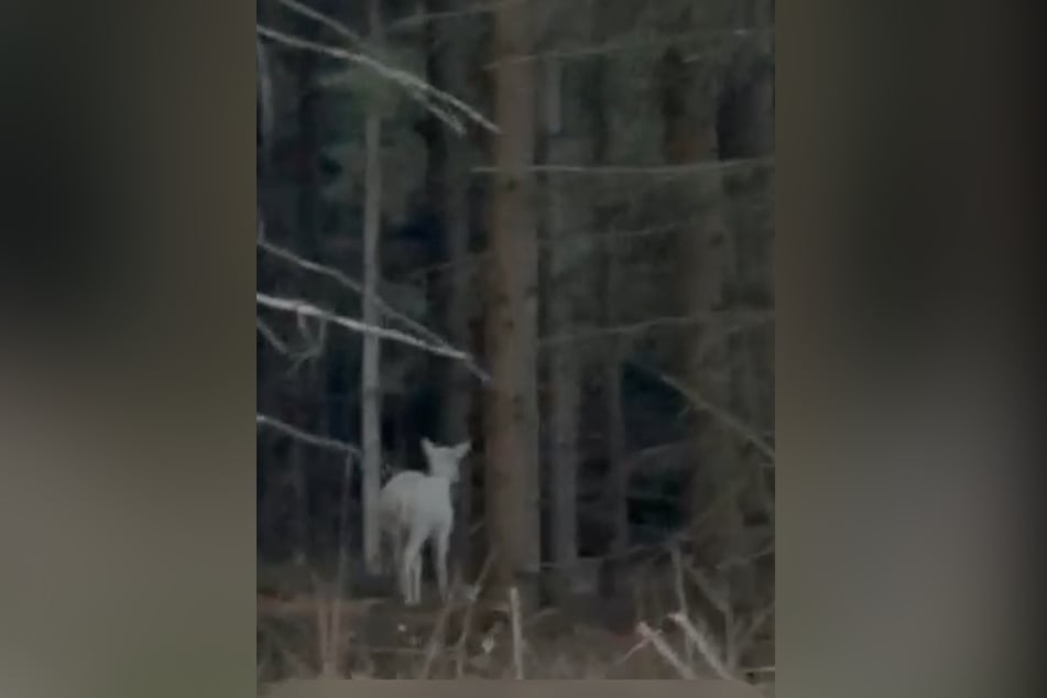 Wie viele Albino-Rehe es in Sachsen gibt, ist leider nicht bekannt.