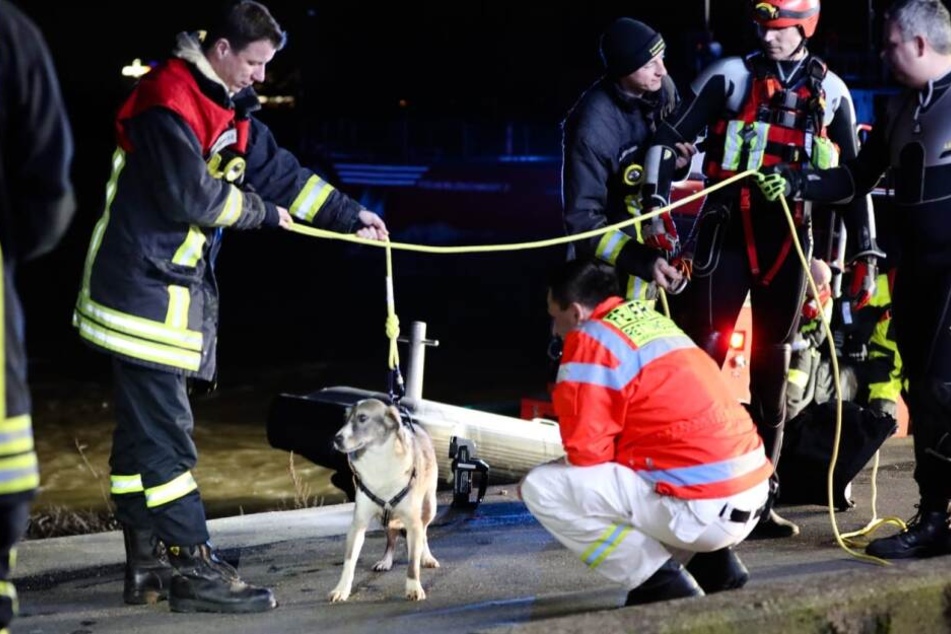 Hund "Bea" haut ab: Nur die Feuerwehr kann ihr helfen