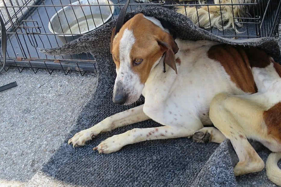 Die Hunde wurden in einem schlimmen Zustand vorgefunden.