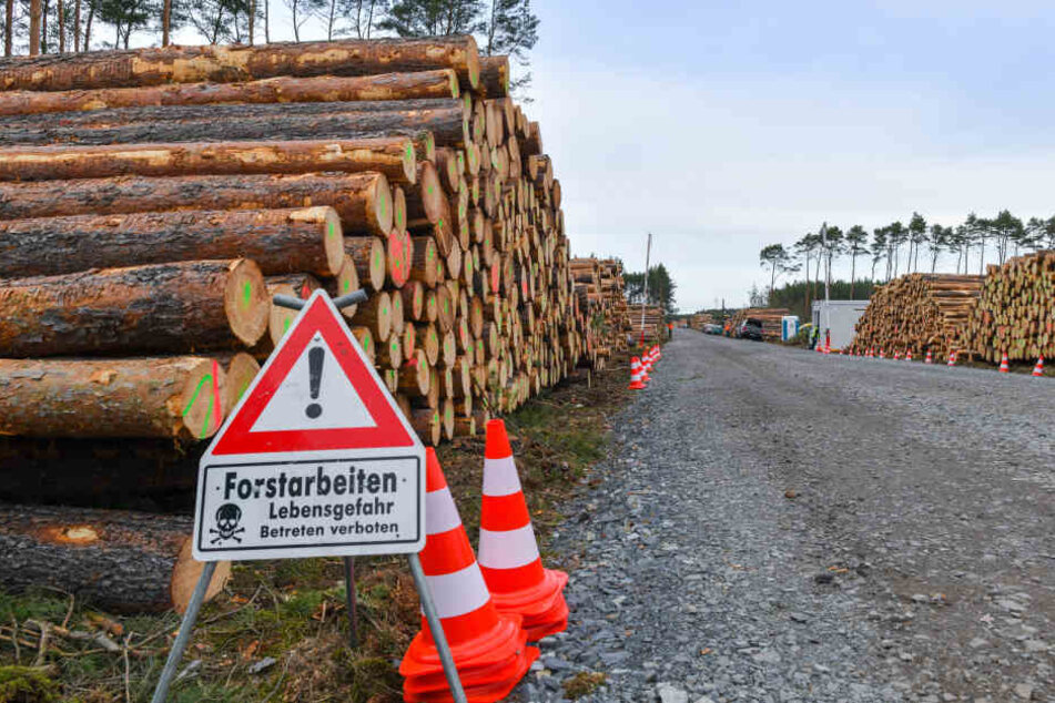 Umweltschützer wollen eine weitere Rodung verhindern.