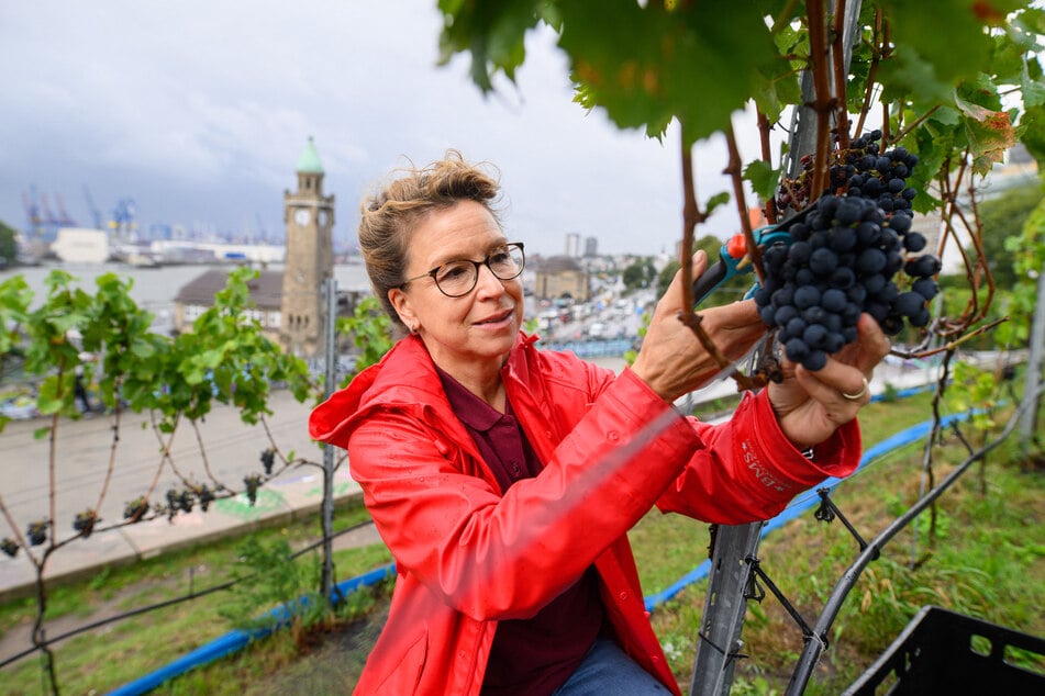 Carola Veit (SPD), Präsidentin der Hamburgischen Bürgerschaft, half bei der Weinlese am Stintfang.