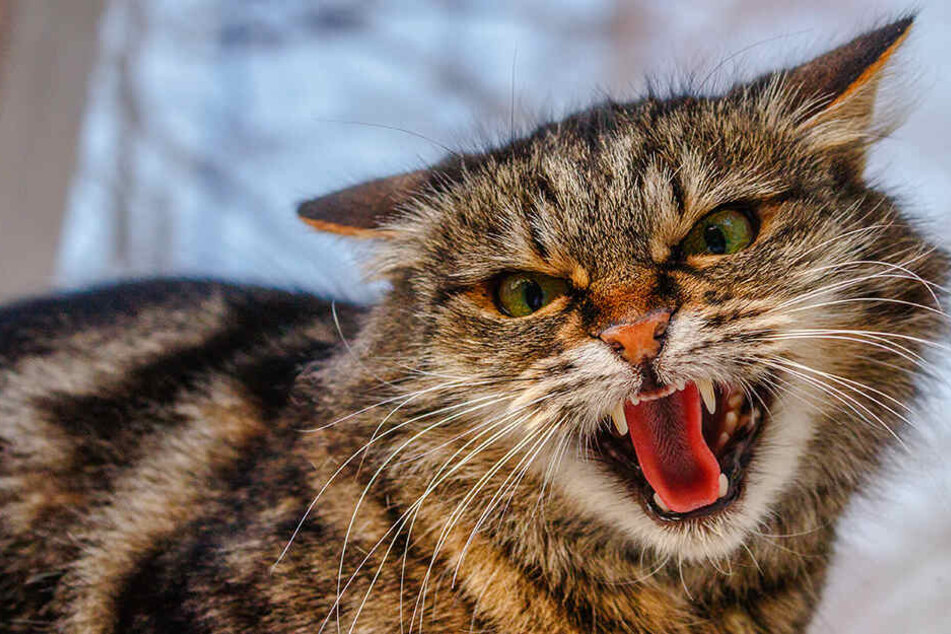Möglicherweise fühlte sich die Katze von den beiden Streithennen belästigt. (Symbolbild)