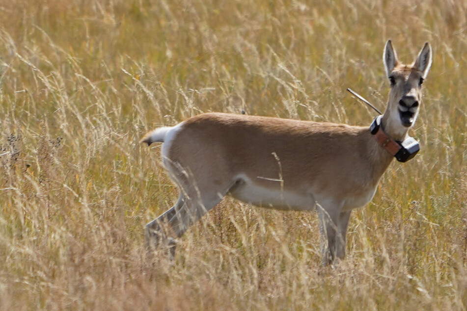 Wie um den halben Erdball: Gazelle läuft 18.000 Kilometer in fünf Jahren