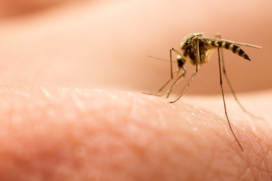 Selten und tödlich: Dieses Stechmücken-Virus sorgt gerade für Probleme