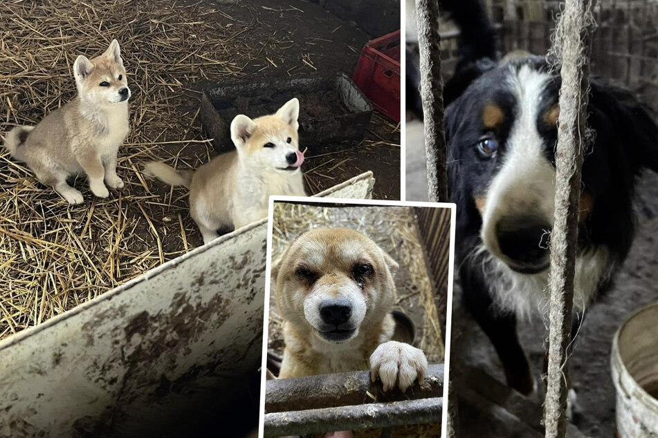 Pseudo-Züchter aufgeflogen, 38 Tiere gerettet! "Das ist 'Produktion' von billigen Hunde-Welpen"