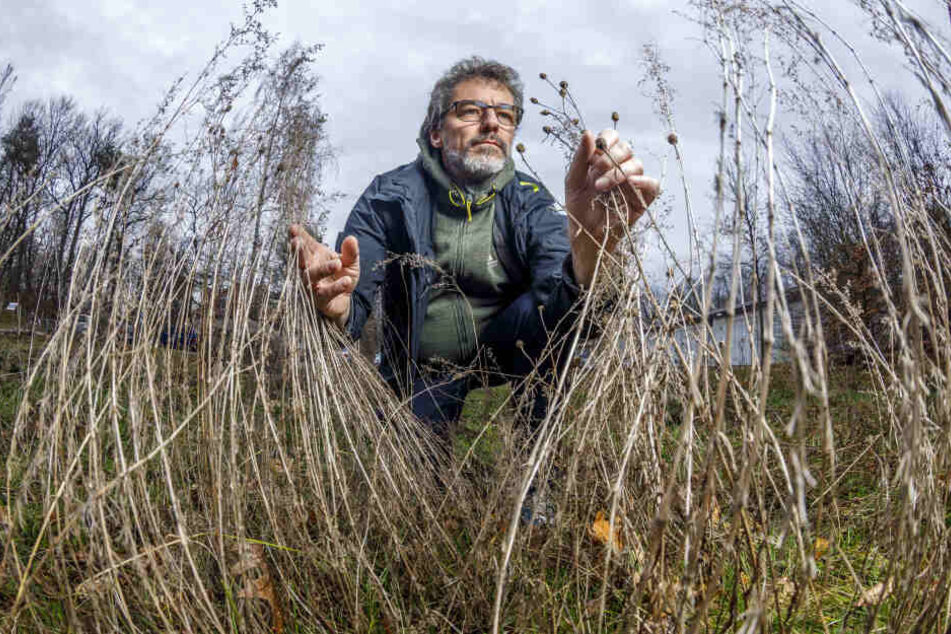 Weiß, wie wir die Insekten retten können: NABU-Fachmann Dr. Matthias Nuß (52) vom Senckenberg Museum für Tierkunde Dresden.