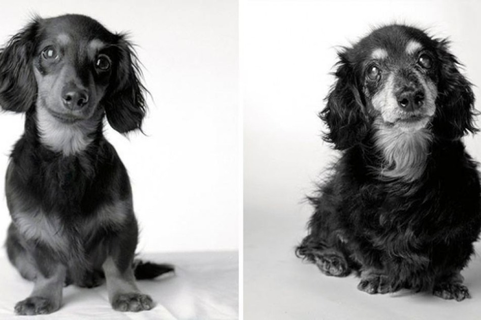 Sooo süß! Auch Hunde bekommen graue Haare und ein ...