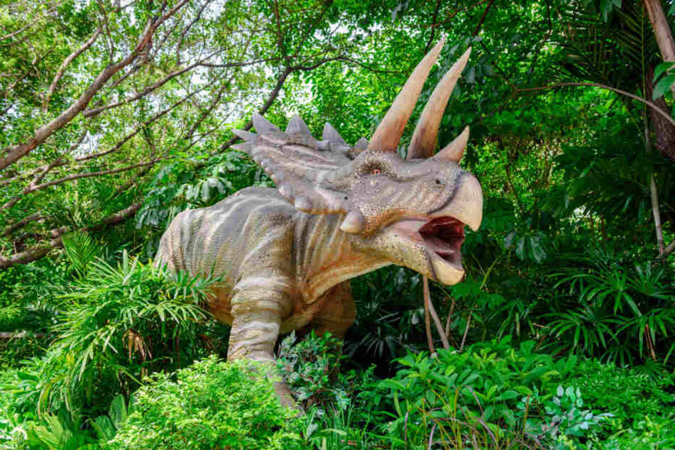 Der Nachbau eines Triceratops.