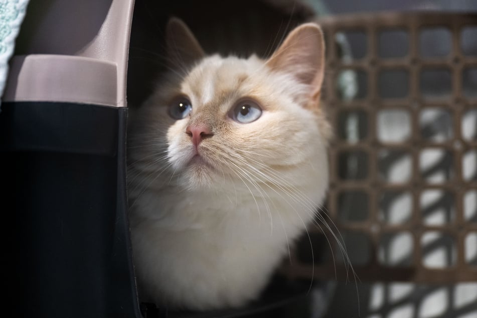 Die Katze hat eine blutende Verletzung am Kopf erlitten. (Symbolfoto)
