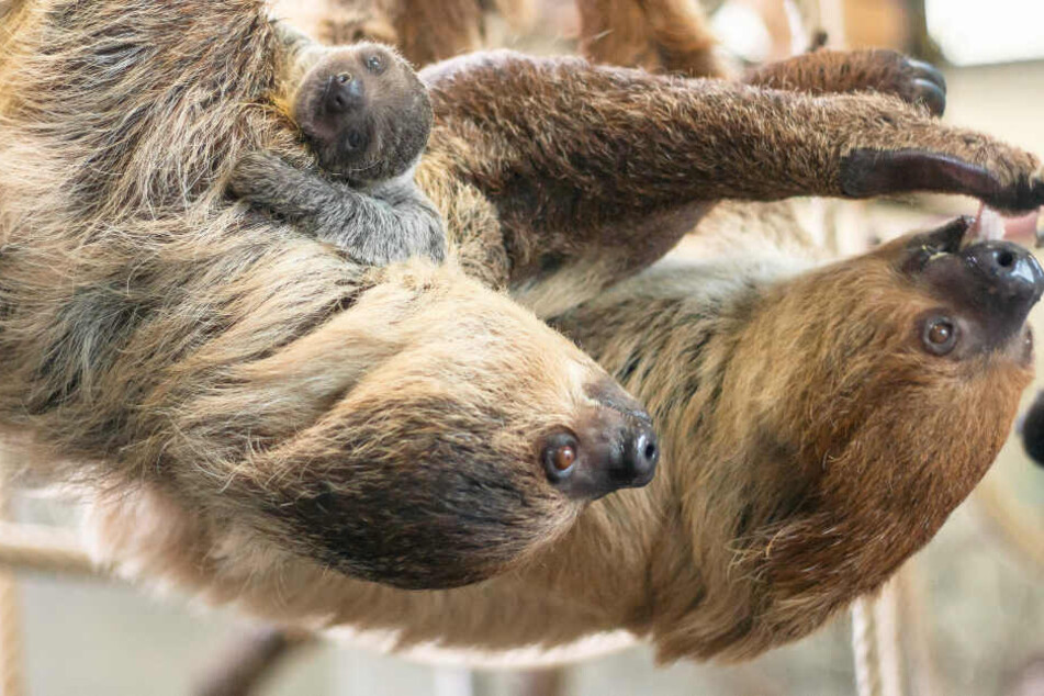Zwei Wochen alt ist der jüngste Nachwuchs (links oben im Bild) von Faultierpaar Marlies und Mike in der Wilhelma in Stuttgart.