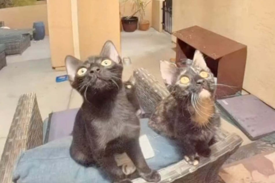 Kittens shock TikToker by ringing her doorbell in late-night visit