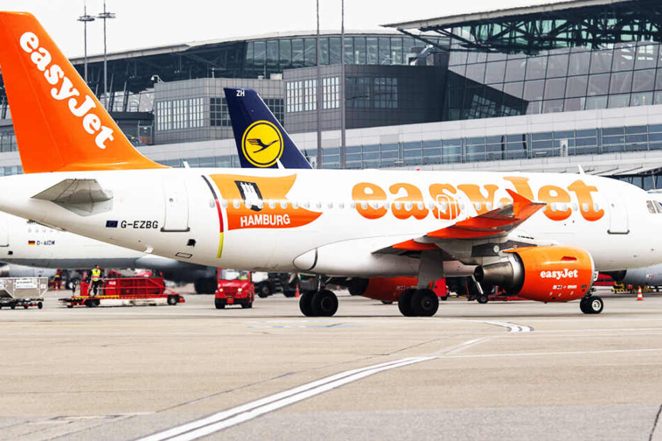 Fliegen mit Haustieren Die Preise der Airlines auf einen Blick