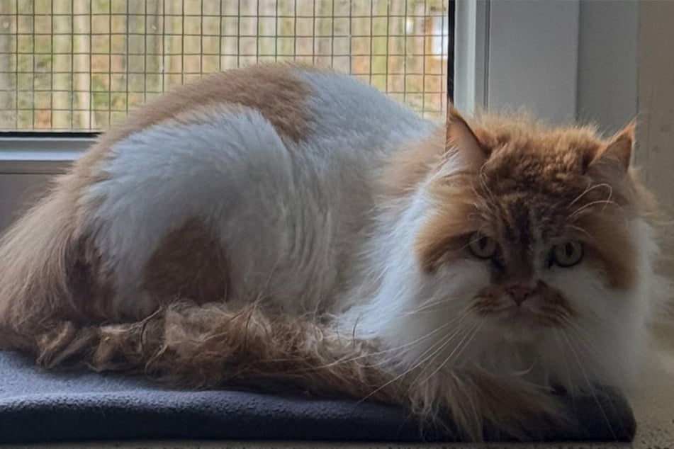 Lennox braucht Zeit, um Vertrauen zu seinen Menschen aufzubauen.